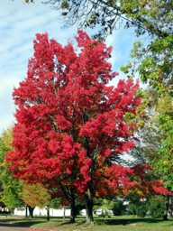 Wisconsin Red Maple