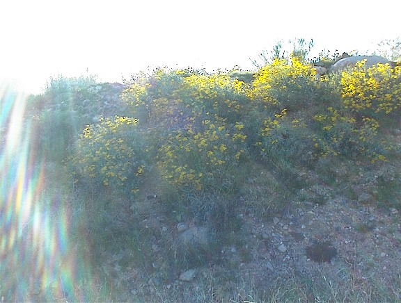 Arizona 2001