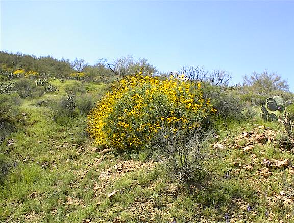 Arizona 2001